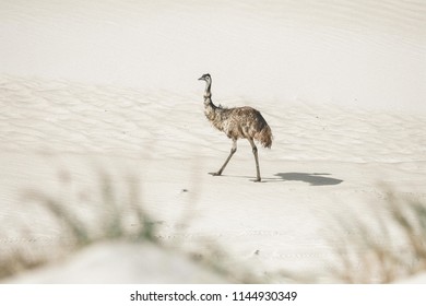 Australian Emu Walking On The Beach Sand Dunes At Wedge Island, Western Australia