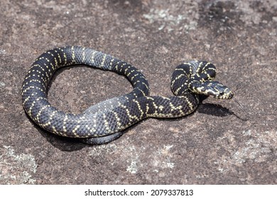 5,341 Australia Snake Stock Photos, Images & Photography | Shutterstock