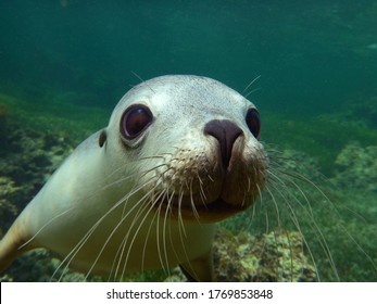 Australian Endangered Sea Lion Pup