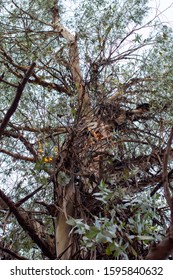 Australian Eucalyptus Nitens, Or Shining Gum Tree.