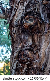 Australian Eucalyptus Nitens, Or Shining Gum Tree.