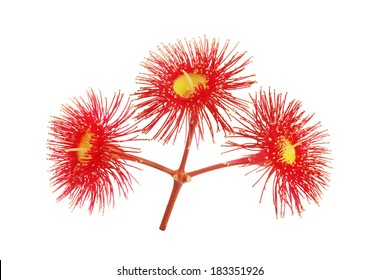 Australian Eucalyptus Red Flowers Isolated On White Background