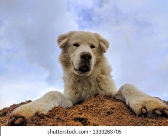 Australian Farm Dog 