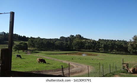 Australian Farm House With Domestic Animals Grazing In The Farm