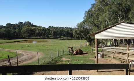 Australian Farm House With Domestic Animals Grazing In The Farm