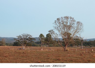 Australian Farm Paddock Background With Tree Feature