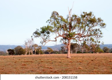 Australian Farm Paddock Background With Tree Feature