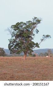 Australian Farm Paddock Background With Tree Feature