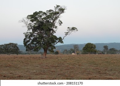 Australian Farm Paddock Background With Tree Feature