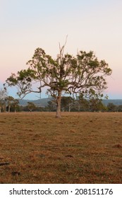 Australian Farm Paddock Background With Tree Feature