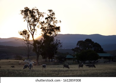 Australian Farm With Ship During Draught On A Sunset