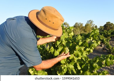 Australian Farmer Checking Wine Grapes Corps Growing In A Vineyard In Swan Valley Near Perth In Western Australia. Real People. Copy Space