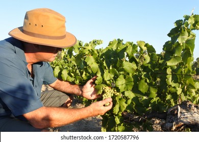 Australian farmer checking wine grapes corps growing in a vineyard in Swan valley near Perth in Western Australia. Real people. Copy space