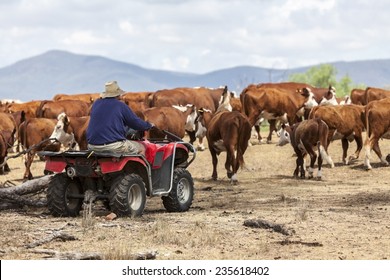 Australian farmer on quad bike mustering cattle - Shutterstock ID 235618402