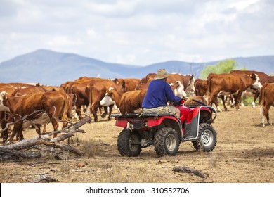 Australian Farmer On Quad Bike