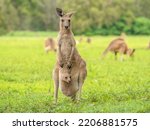 An Australian female kangaroo proudly displaying her Joey.