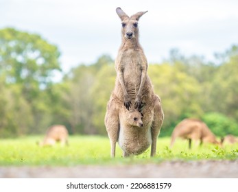 Una canguro australiana muestra orgullosamente su Joey.