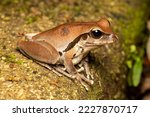 Australian Female Northern Stony Creek Frog 