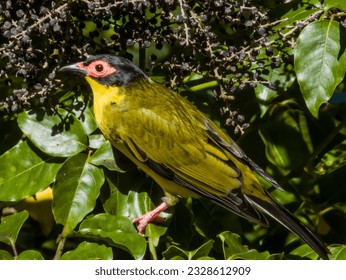 Australian Figbird in Queensland Australia - Shutterstock ID 2328612909