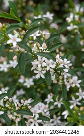 Australian Flowering Native Long Leaf Wax Flower Or Botanically Called Philotheca Myoporoides