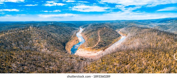 Australian Forest Regenerating After Bush Fires - Aerial Panorama