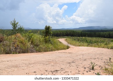 Australian Forestry Landscape 