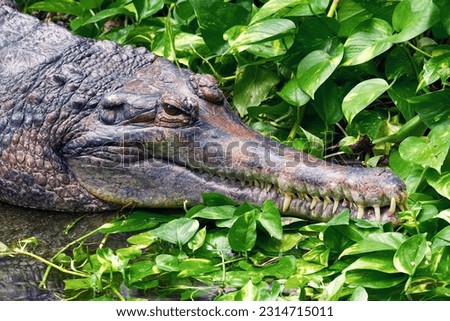 Australian freshwater crocodile in tropical thickets.