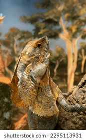 Australian Frilled Lizard, also known as Frill Neck, Frilled Neck Lizard, Frilled Dragon, Frilly.