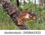 Australian Frilled Lizard with mouth open