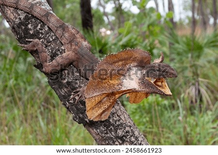 Australian Frilled Lizard with mouth open