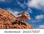 Australian Frilled Lizard from northern Australia