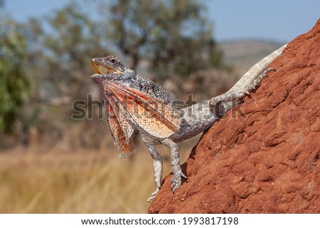 Australian Frilled Lizard on termite mound