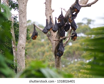 Australian Fruit Bats Hanging On Tress