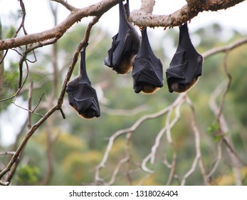 Australian Fruit Bats Hanging On Tress