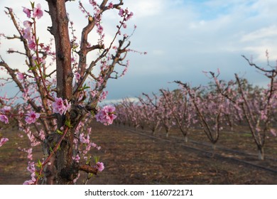 952 Australian Fruit Farm Images, Stock Photos & Vectors | Shutterstock