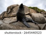 An Australian fur seal basks confidently on the rocky shore of Montague Island, striking a regal pose under cloudy skies.