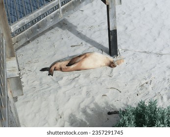 Australian Fur seal resting next to boardwalk - Powered by Shutterstock