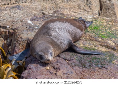 Australian Fur Seal In Tasmania, Australia