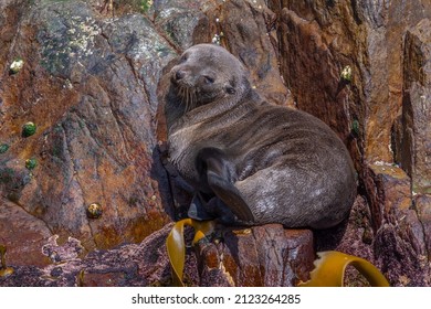 Australian Fur Seal In Tasmania, Australia