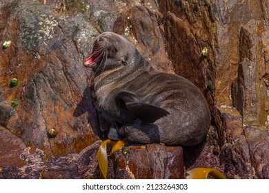 Australian Fur Seal In Tasmania, Australia