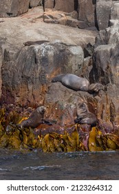 Australian Fur Seal In Tasmania, Australia