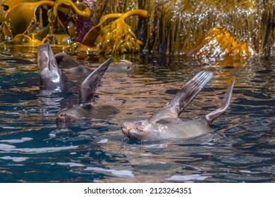 Australian Fur Seal In Tasmania, Australia