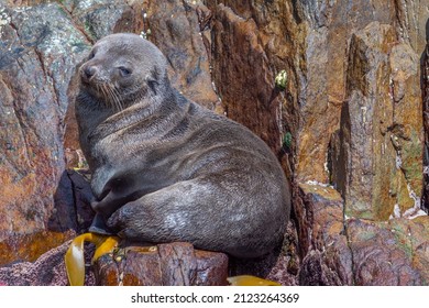 Australian Fur Seal In Tasmania, Australia