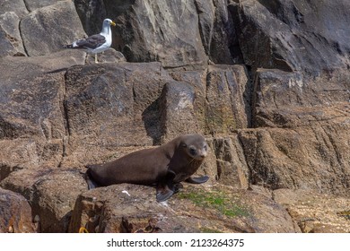 Australian Fur Seal In Tasmania, Australia