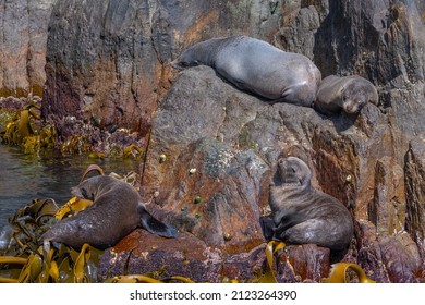 Australian Fur Seal In Tasmania, Australia