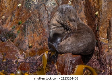 Australian Fur Seal In Tasmania, Australia