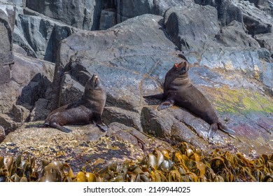 Australian Fur Seal In Tasmania, Australia