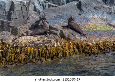 Australian Fur Seal In Tasmania, Australia