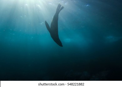 Australian Fur Seal Underwater, Montague Island, Australia