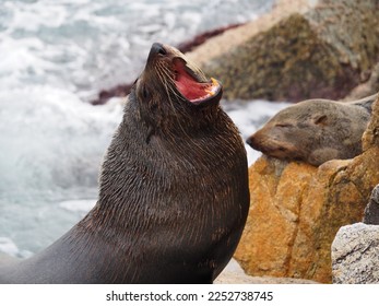Australian fur seal yawns while another sleeps on a rock in the background